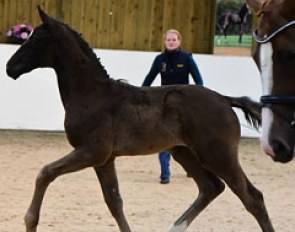 MSJ Finest Hour at latest Mount St John Show purchased by Charlotte Dujardin