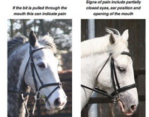 Facial expressions reveal whether a horse is in pain