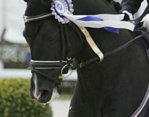 The Weser Ems licensed pony stallion Rembrandt (by Renoir)