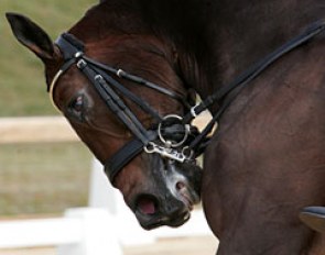 Horse in rollkur, hyperflexed position :: Photo © Astrid Appels