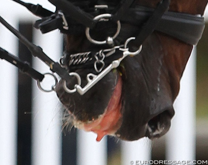 Dressage horse eliminated due to blood in mouth :: Photo © Astrid Appels