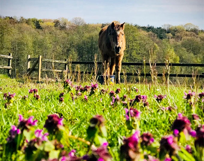 36-year old pony enjoying a long, fulfilled retirement in the field :: Photo © Astrid Appels