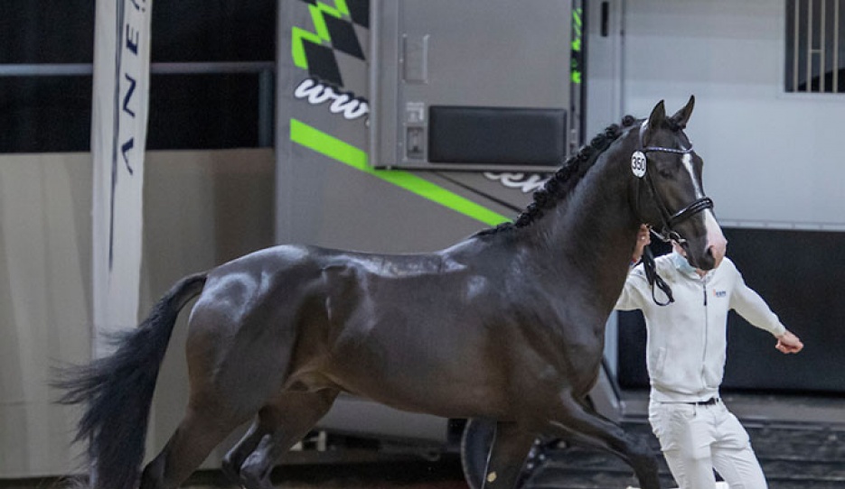 Eurostar U.S. (by Escamillo x Vivaldi x Don Schufro) - also known as El Vivo PS, Extreme US and Easy Boy U.S. - at the 2022 KWPN Stallion Licensing in Ermelo :: Photo © Dirk Caremans