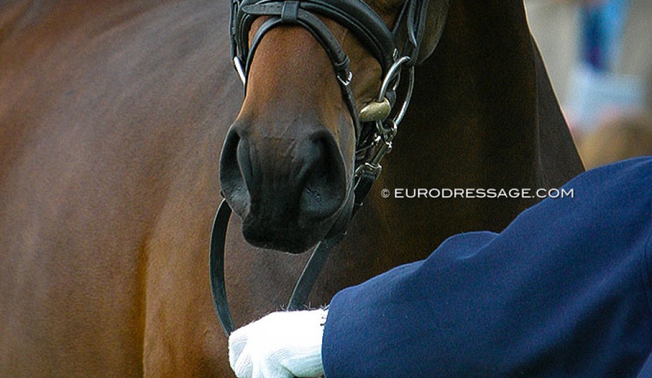 Photo of the nose of a mare at a breed show in 2004 :: Photo © Astrid Appels