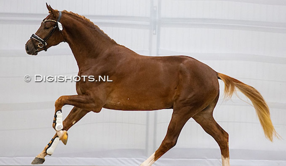 Pablo Picasso (by Taminiau X Florencio) at the pre-selection for the 2023 KWPN Stallion Licensing. He is owned by Dutch team riders Emmelie Scholtens, Edward Gal and Hans Peter Minderhoud :: Photo © Digishots