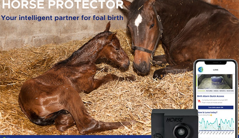 The ACARiS camera system based on Artificial Intelligence for the protection of the health and safety of your horse