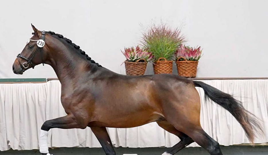 The Viva Gold x Fidertanz who was named champion of the 2022 Westfalian Stallion Licensing