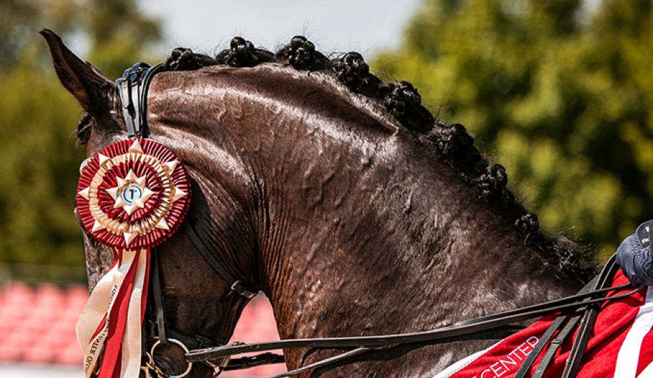 CDI 3* competition at Olomouc (CZE) on 11 - 14 May 2023