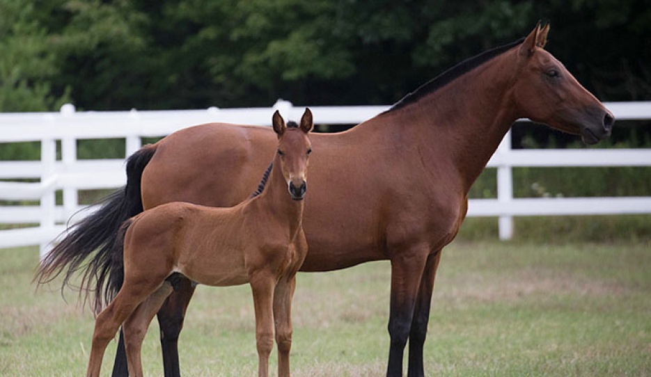 PRE foal in the field :: Photo © Lily Forado