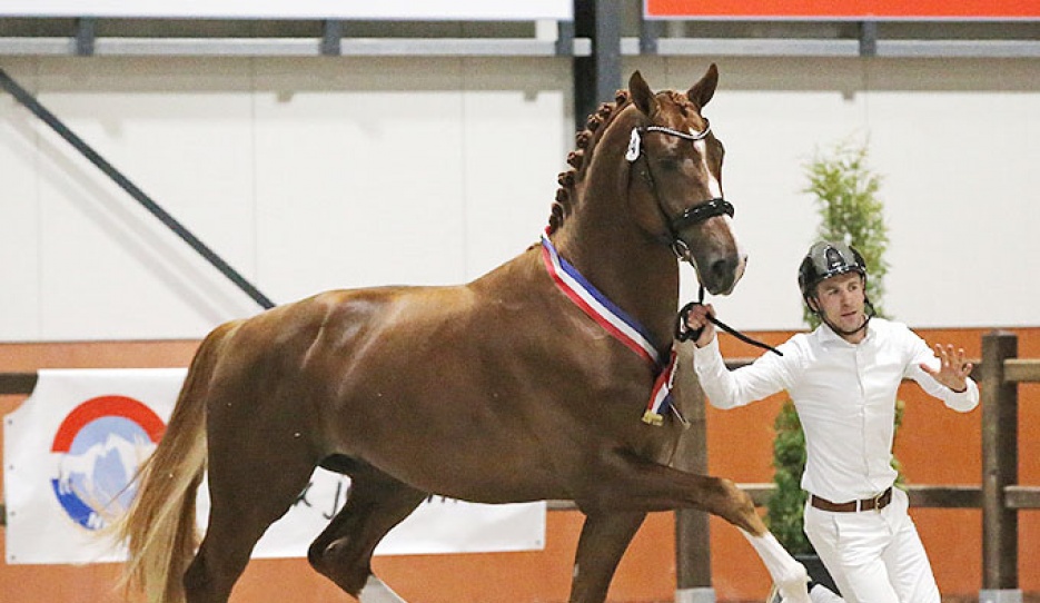 Toto Pacha (2020, Toto Jr. x Charmeur)