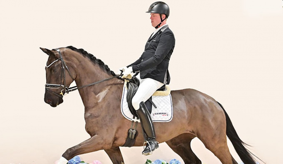 Sangaree (by San Amour I - Fürst Romancier - Wild Dancer) is part of the 2023 Oldenburg Spring elite auction collection