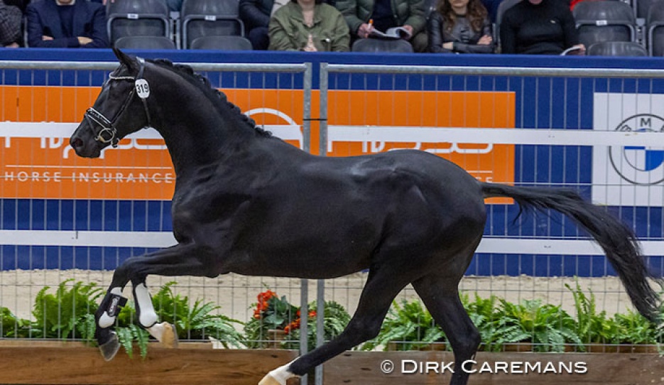 Purple Rain V.O.D. (Desperado out of Iana V.O.D (by Negro) :: Photo © Dirk Caremans