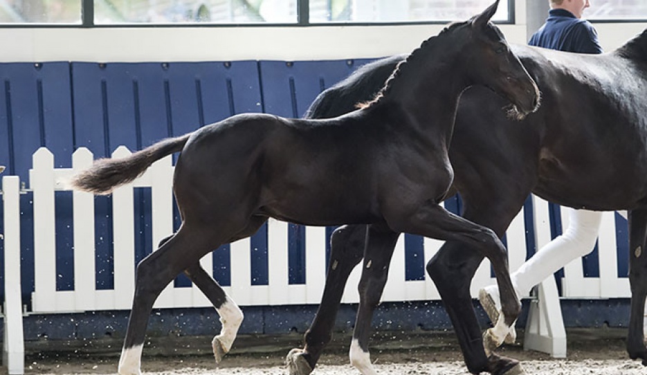 Thibault S (Totilas x De Niro) grandam is full sister Sandro Hit]