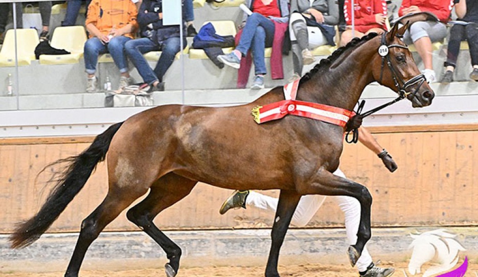 Francine wins the Win 2023 Austrian Warmblood Mare Championship :: Photo © Team Myrtill