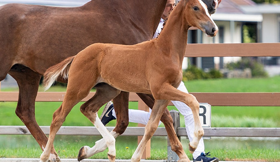 Timberland (by Frankie Lee and out of the half-sister of Olympic team horse Glock's Johnson TN
