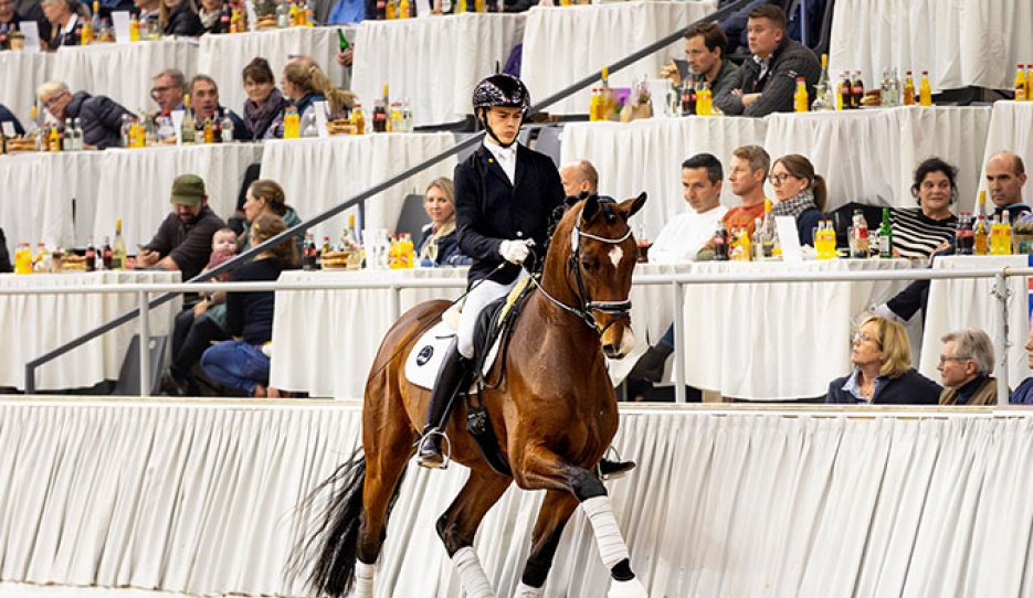 Semenyo N at the 2023 Hanoverian Autumn Elite Auction :: Photo © Hannoveraner Verband