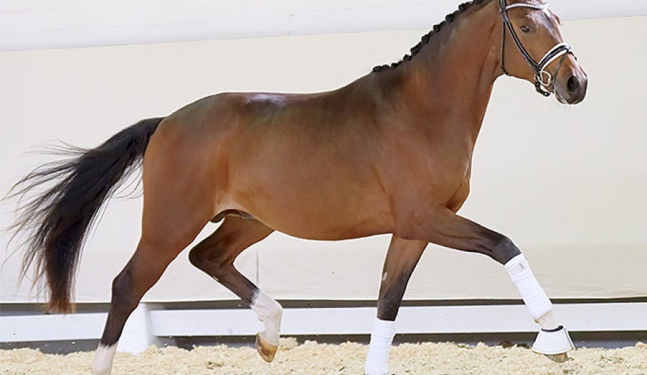 Fine Step (by For Romance x Fidertanz) :: Photo © Reckimedia