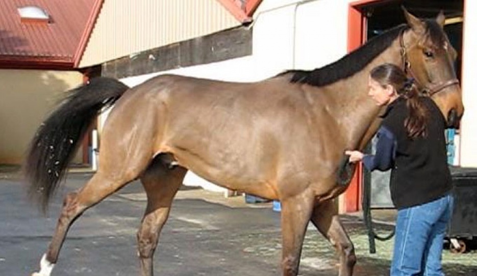 Involuntary hind-leg flexion with a shivers affected horse when asked to back up :: Photo © Dr Stephanie Valberg UC Davis)