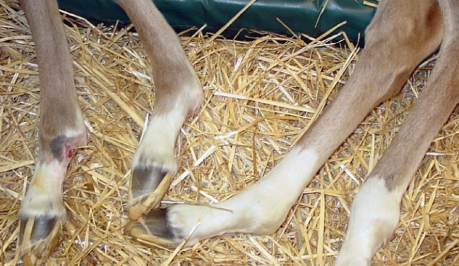 Fragile Foal Syndrome :: Photo © Laboklin