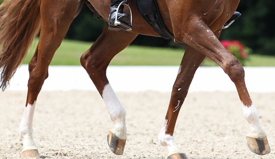 Horse legs in motion :: Photo © Astrid Appels
