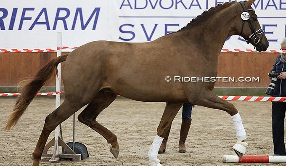 Chicago Majlund (by Vivino x Tailormade Temptation) at the pre-selection :: Photo © Ridehesten