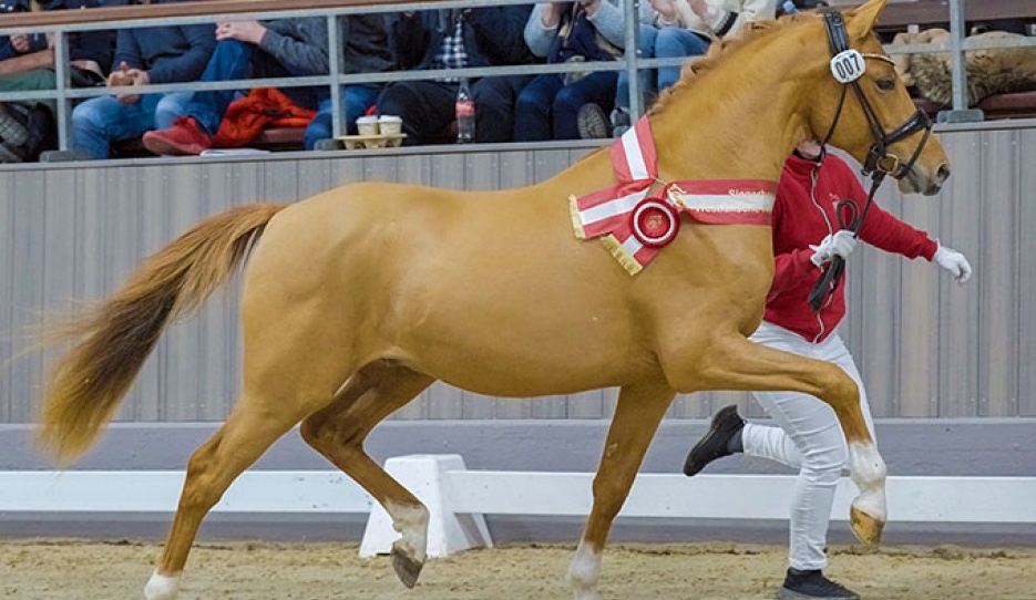 Crispino (by Cosmopolitan D  x Hesselteichs Golden Dream) :: Photo © Reckimedia