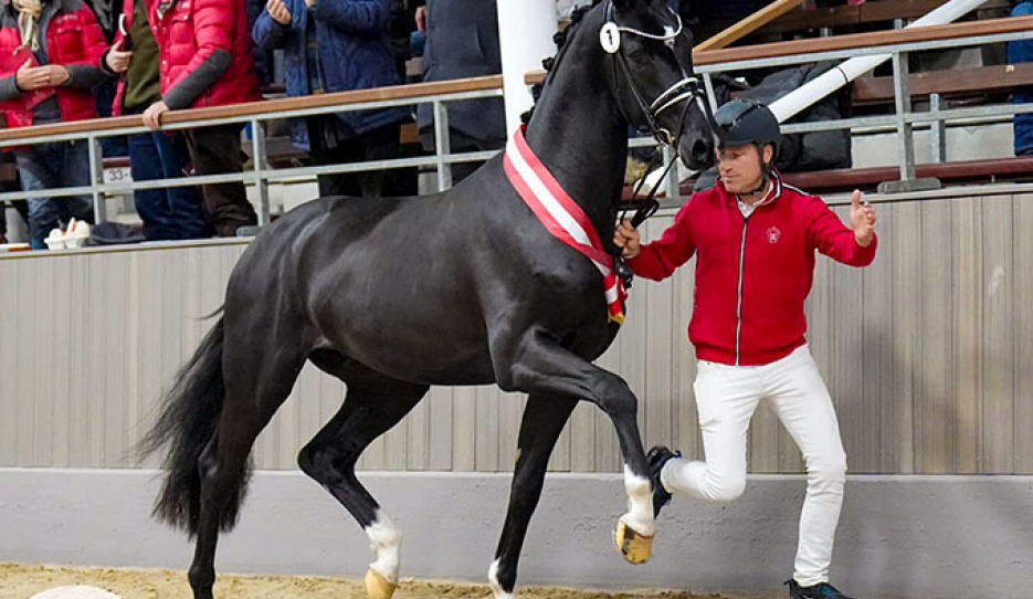 Deichgraf named champion of the 2023 Westfalian Stallion Licensing in Munster :: Photo © Guido Recki/Westfalenpferde.de