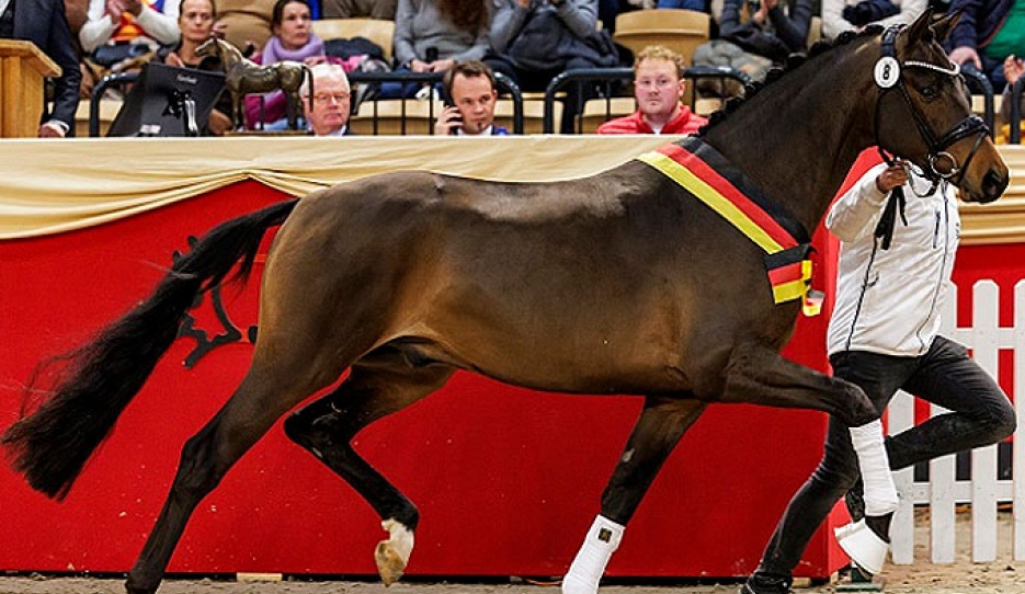 Kap Verde is named champion of the 2023 Trakehner Stallion Licensing :: Photo © Stefan Lafrentz