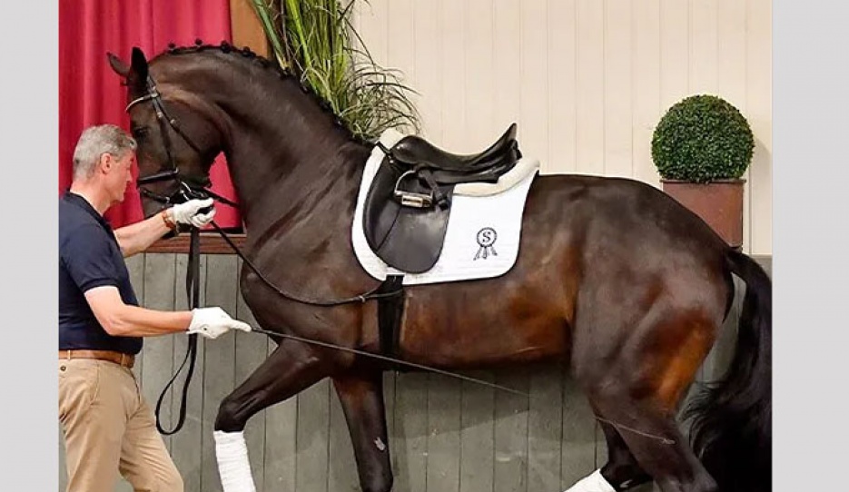 PSI auction horse Fellowship (by Foundation x Bretton Woods) showing promising half steps in hand