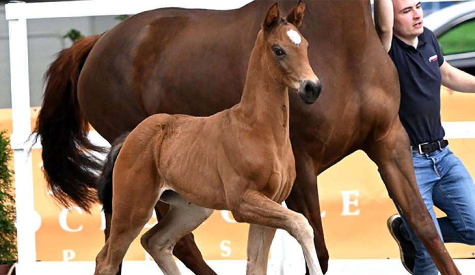 Euphoria (by Escamillo) :: Photos © Kiki Beelitz