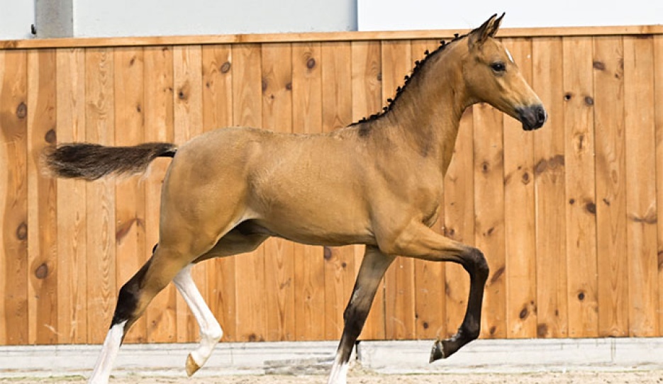 Cream's Candy Man (by Cream de Luxe x Casper Bloemendael)