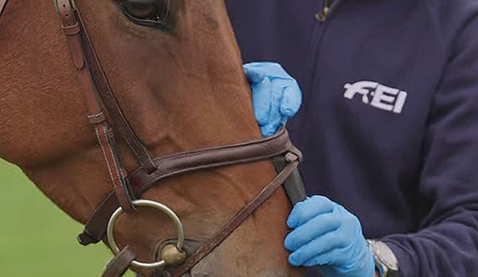 The steward needs to be able to pull through the device underneath the noseband on the nasal bone