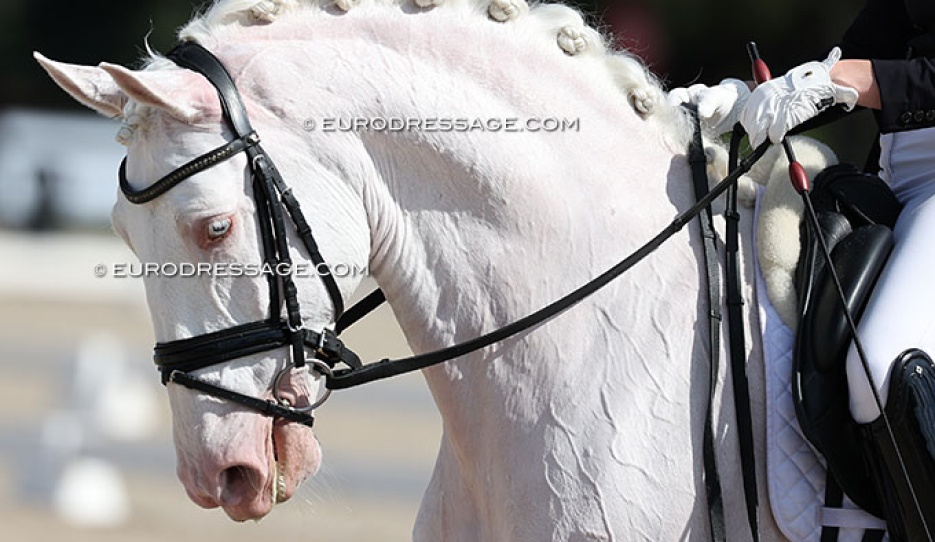 Horse in a national level dressage competition :: Photo © Astrid Appels