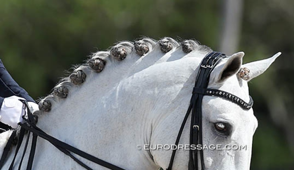 Dressage horse :: Photo © Astrid Apels