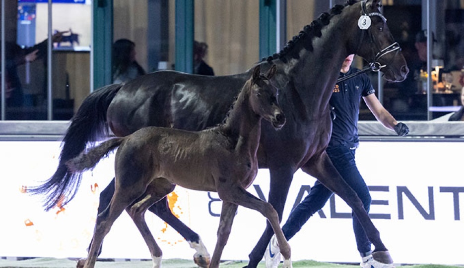 Valentino AVE at the joint foal auction during 2025 Horses and Dreams CDI Hagen