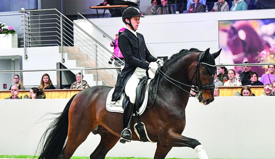 Dries van Dijck and Debutant PS at the stallion show in Vechta :: Photo courtesy PS