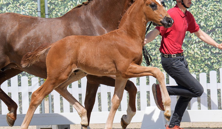 Vitavito Gold (by Va Bene x Sir Donnerhall) :: Photos © Reckimedia