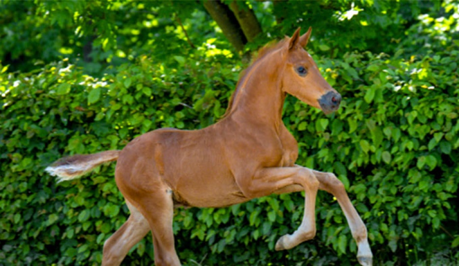 Seacraft (by Seacrest x Falihandro x Rubin Royal) 