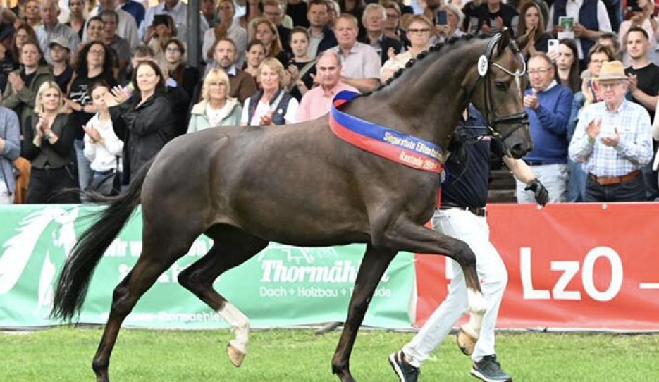 Füchtels Hedda by Bonds out of El./OLHPr.St. High Heels by Damon Hill, breeder: ZG Gut Füchtel, Vechta :: Photo © Kiki Beelitz for OLD