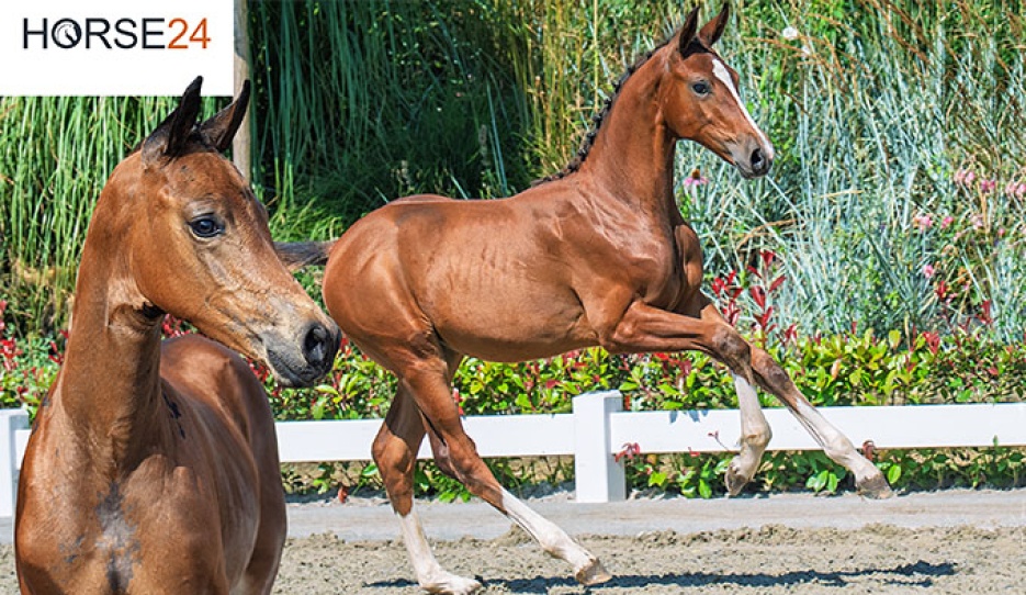 2025 Borculo Foal Auction
