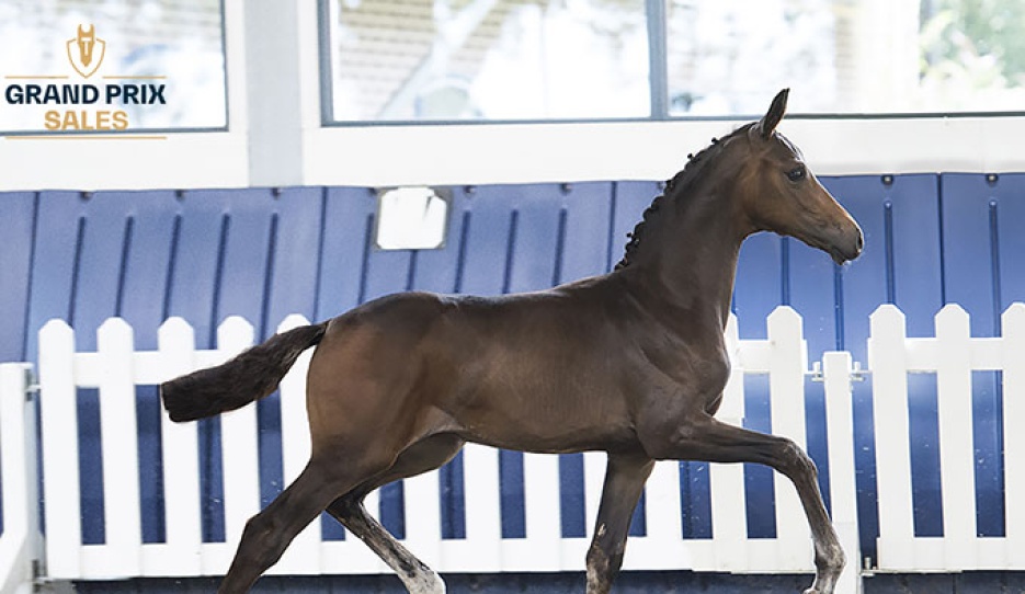 Silberaster K  (Viva Gold x De Niro) filly