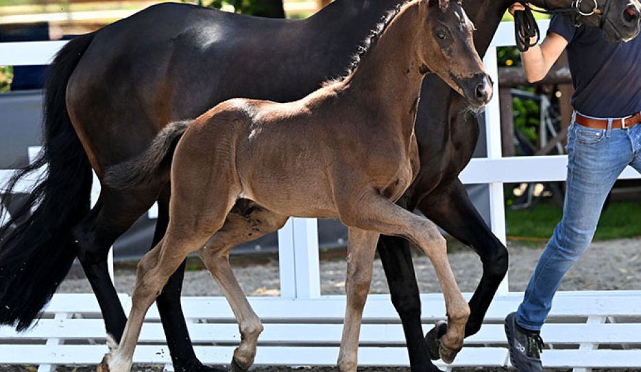 True Dalou (by True Hope PS x Furst Romancier)