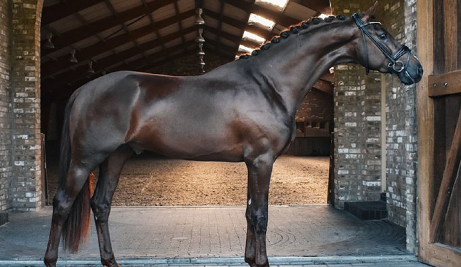 Sunrays Flower  - 3 year old stallion by Las Vegas x Fürsten-Look x Future