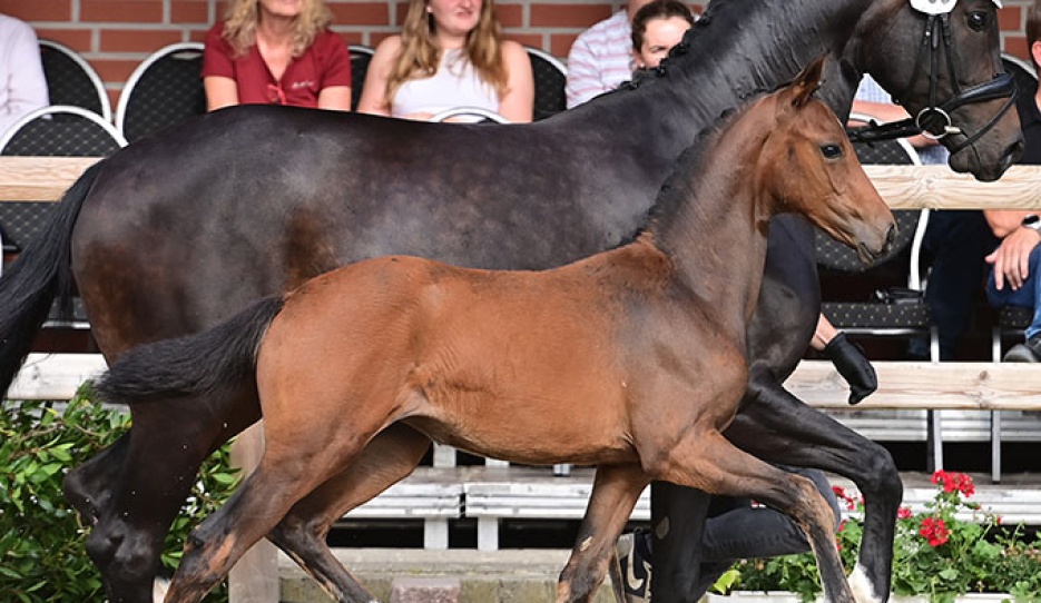 Versailles B (by Veneno x Fidertanz) :: Photo  © OLD Art
