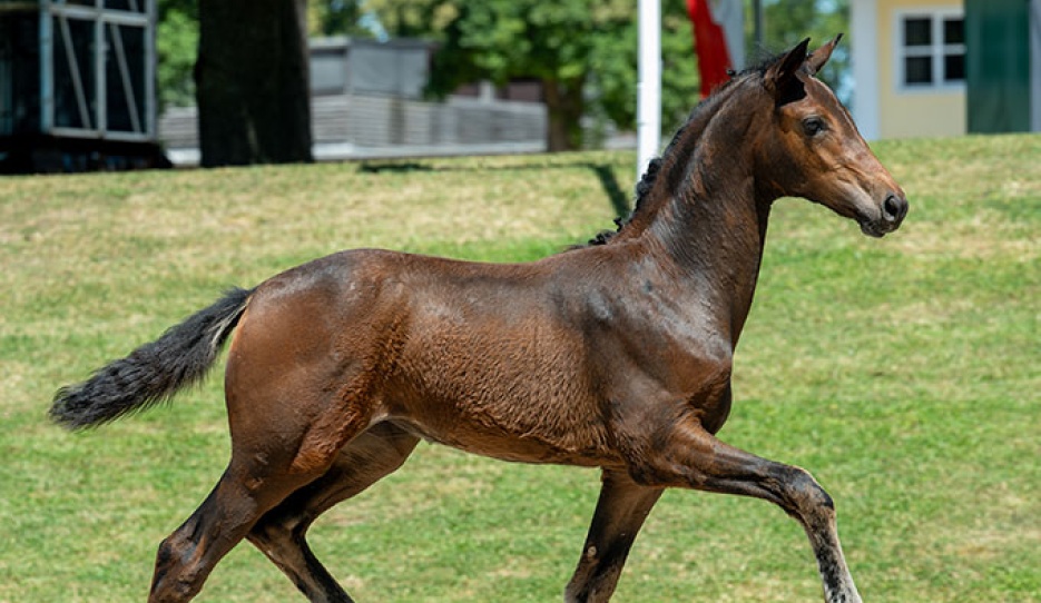 Jux & Tollerei (by Va Bene – Romeo), bronze medallist at Pattendorf with scores up to 9.7.