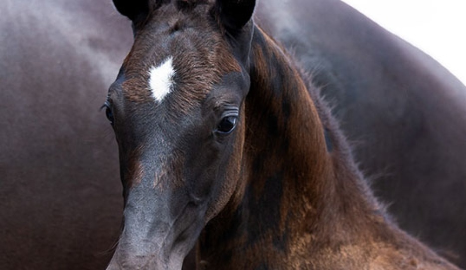 Viento Fils de Nova S (by Glamourdale x Desperado)