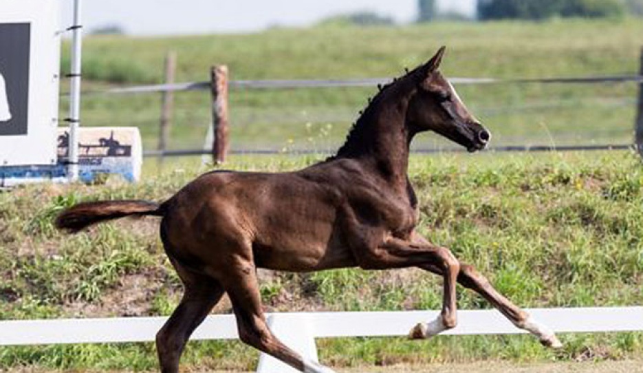 Volare (by Real Dream x Charmeur x Bordeaux)
