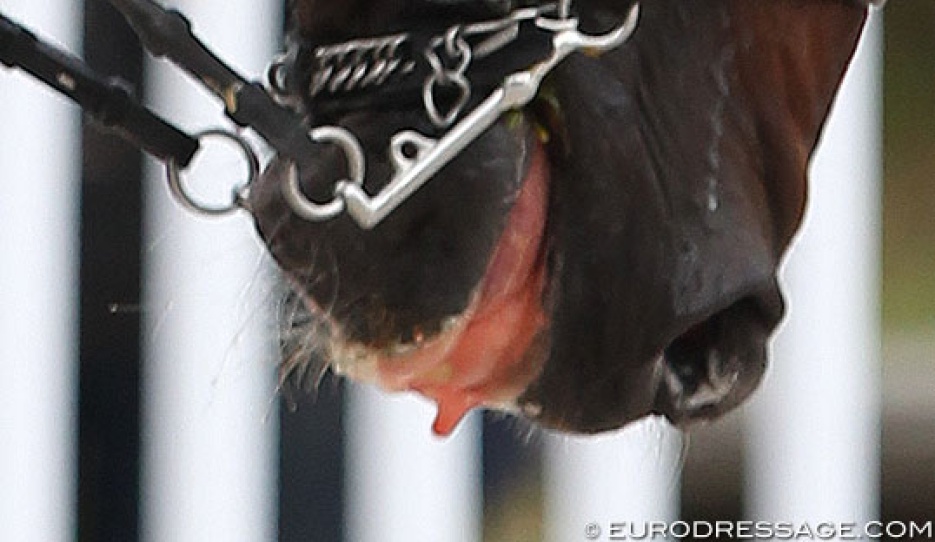 Dressage horse eliminated due to blood in mouth :: Photo © Astrid Appels