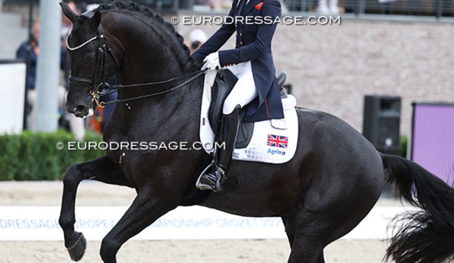 The highest ranked KWPN horse on the 2025 studbook ranking in fourth place: Glamourdale :: Photo © Astrid Appels