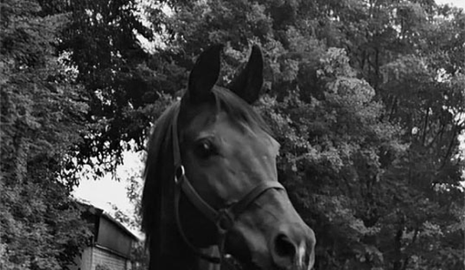 Maradonna (by Donnerhall x Classiker) 